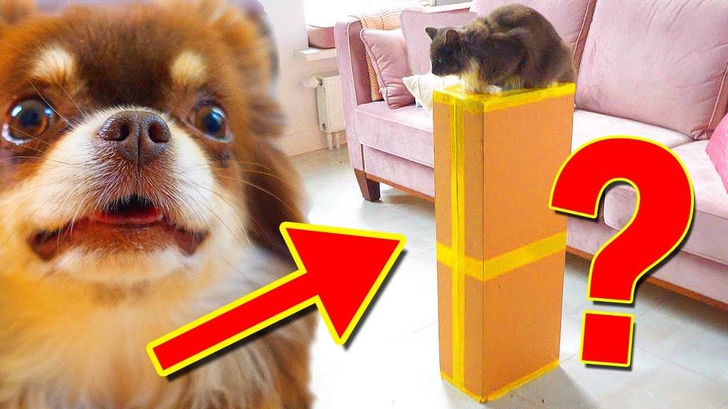 Огромная посылка из Китая: питомцы в шоке от находки! 🎁🐾 смотреть онлайн