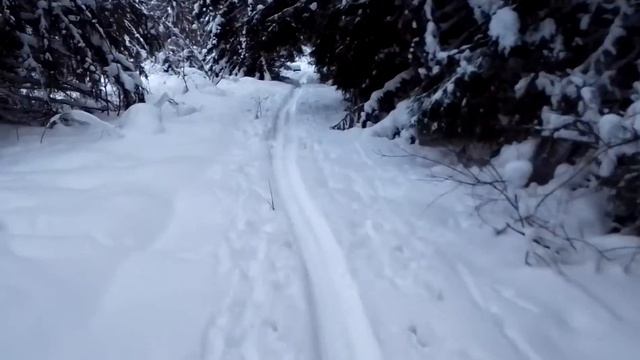Лыжная прогулка по зимнему лесу. смотреть онлайн