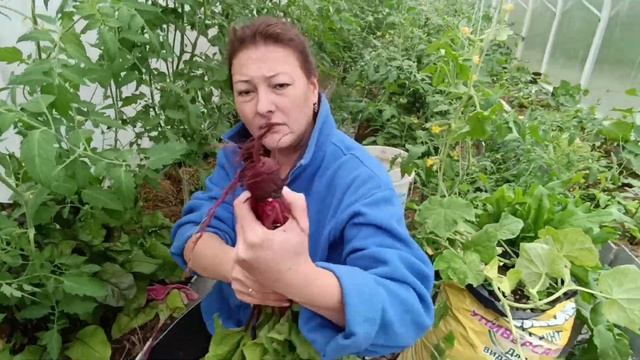 ОПУСКАЮ ПЛЕТИ ОГУРЦА | 13 ГРАДУСОВ | ЧТО СОБИРАЮ НА ОГОРОДЕ