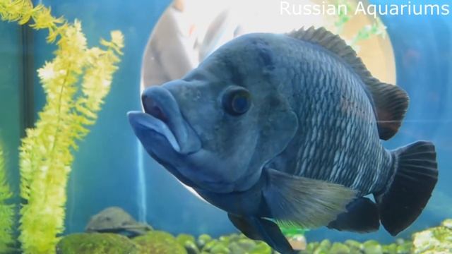 Тиляпия Буттикофера Tilapia Buettikoferi