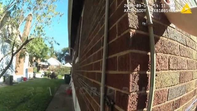 Police Belgian Malinois "Sicaria" Eats Bad Guy For Lunch смотреть онлайн