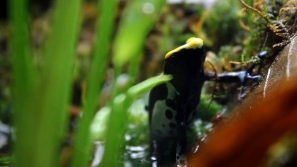 Dendrobates tinctorius 'Cobalt' in 29 Gallon Vivarium with Drip Wall