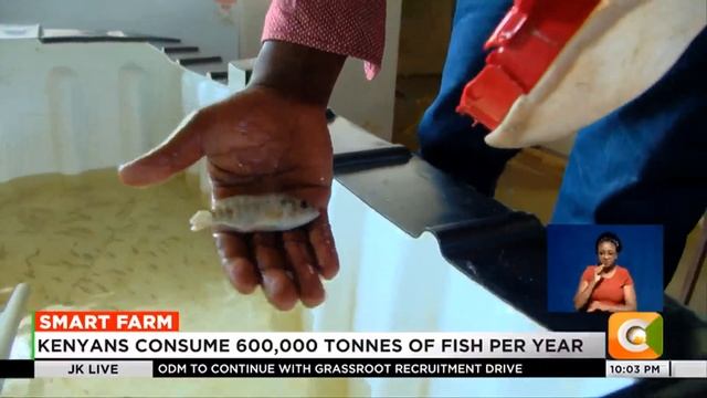 Smart Farm | Cage fish farming reaping benefits for Siaya farmers смотреть онлайн