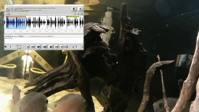 Иностранный язык и расходомеры в подкастах