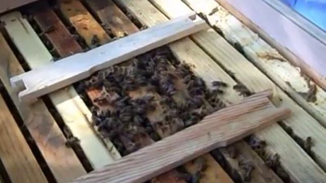 One Block Feast: Bees don't like Formic Acid | Sunset смотреть онлайн