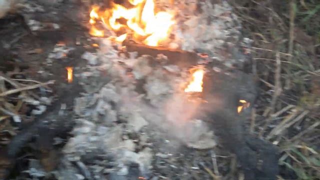 Лиса .и ее последние минуты. смотреть онлайн