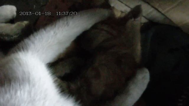 семья котов смотреть онлайн