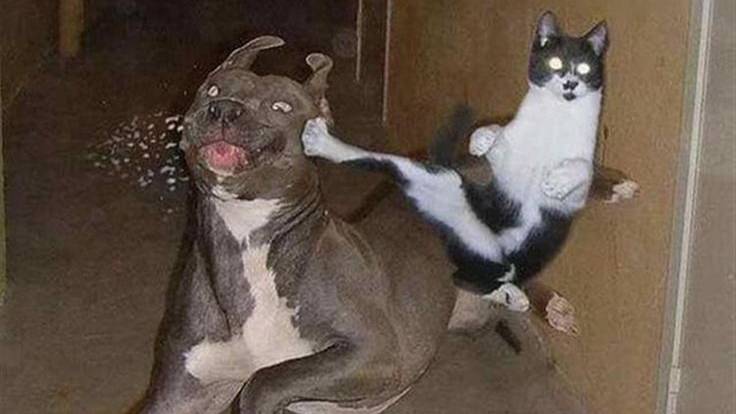 САМЫЕ СМЕШНЫЕ ЖИВОТНЫЕ ТУТ - ПОДБОРКА СМЕШНЫХ ЖИВОТНЫХ 2024 _ ТЕСТ НА ПСИХИКУ смотреть онлайн