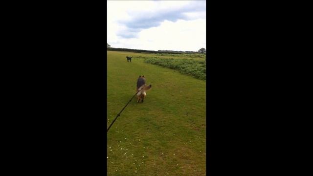 Dog training - a poorly socialised German Shepherd (perhaps considered "dog aggressive")! смотреть онлайн