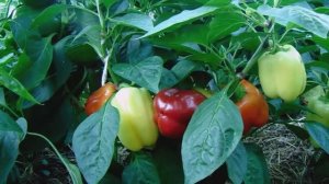 Выращивание, Уход и Размножение Гибридов Перцев сорт Мегатон Оранжевый и Сладкий Джек.