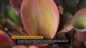 Зелёные животные. Все серии