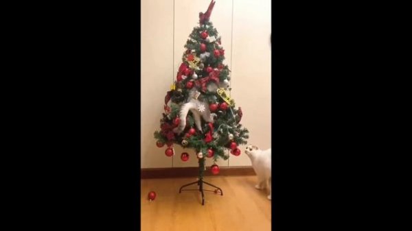 Топ 3 смешные подборки с нашими любимыми животными. #ногодняя подборка.