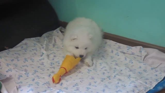 Собаки очень любят играть с птицами смотреть онлайн