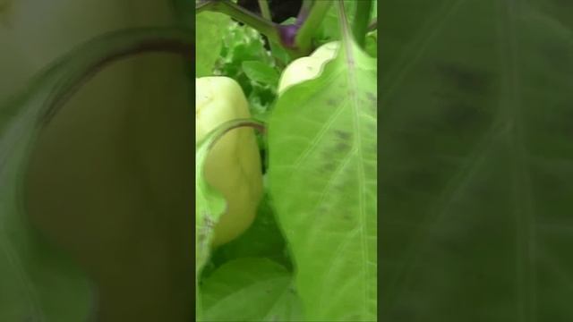 Лето на даче. Дмитрий Шлапак смотреть онлайн