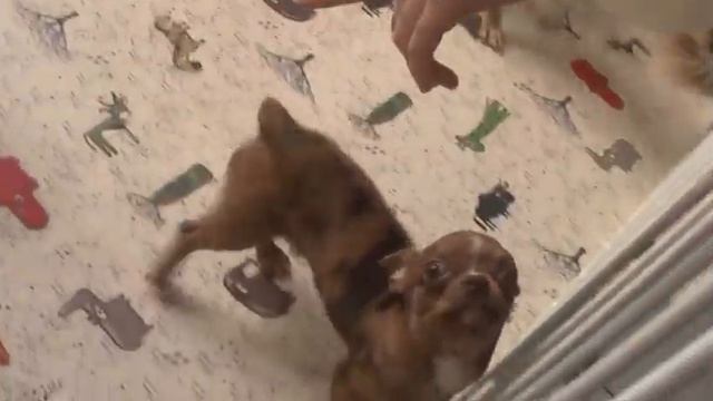 Неимоверный пёс, который сделает погоду в доме: Дюшес смотреть онлайн