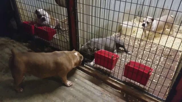 Who needs a Progesterone test, Diesel aka The Big Mac will let you know when she's ready 😂😂😂 смотреть онлайн