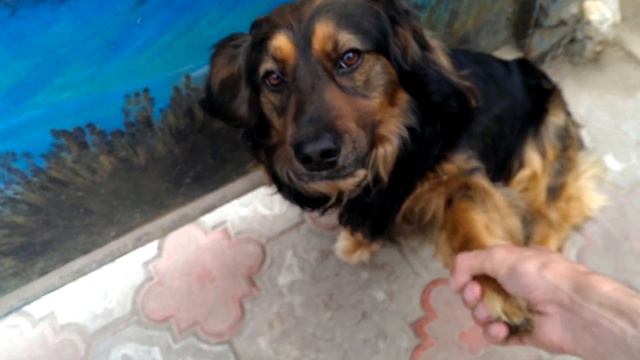 Дай лапу!!(Give Paw!!)