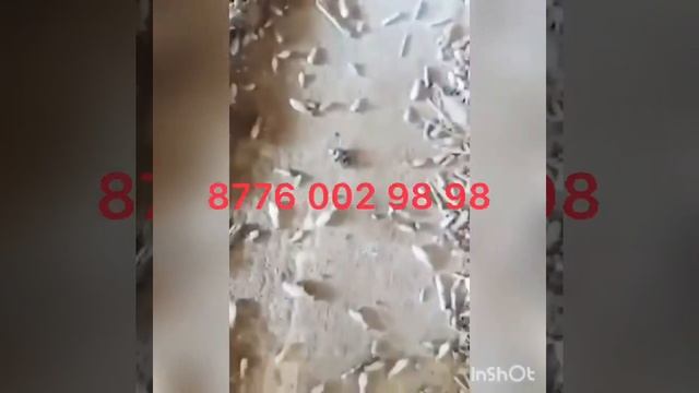 Термитге карсы уы,Антитермит, Термиттен калай кутылуга болад, термиттен биржола кутыл смотреть онлайн