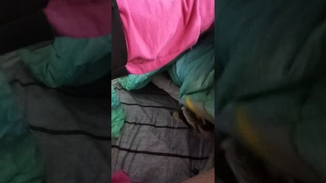 Ракелька добрая #енотилюша #помощьбездомнымживотным смотреть онлайн