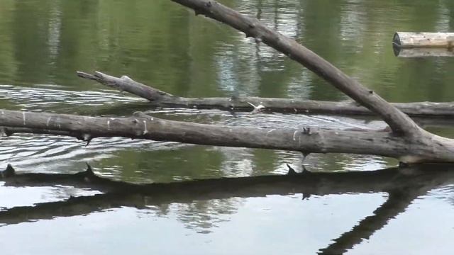Ондатра испугалась | The muskrat was scared смотреть онлайн