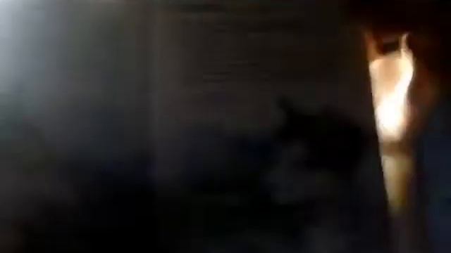 Собаки расскажу про них всё