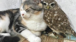 Сова и три кота 1