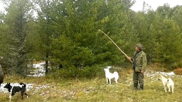 натаска  лаек по белке