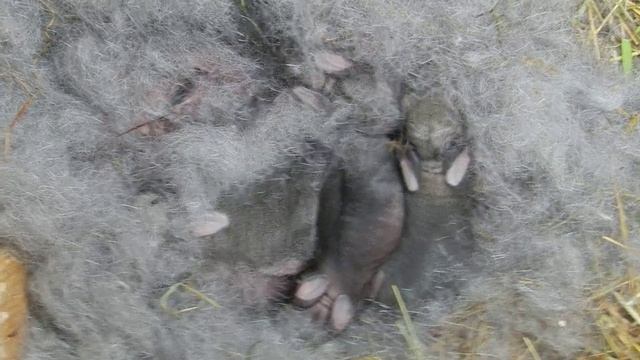 6. Очень маленькие крольчата смотреть онлайн
