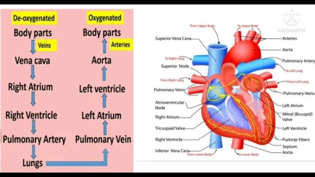 Structure and Function of Heart|circulatory system|class10 science смотреть онлайн