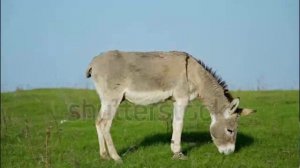 Разведение и кормление ослов в домашних условиях