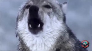 Снежные волки (Алексей Фролов)