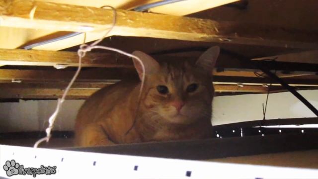 Scaredy Cat Hides in the Basement Ceiling смотреть онлайн