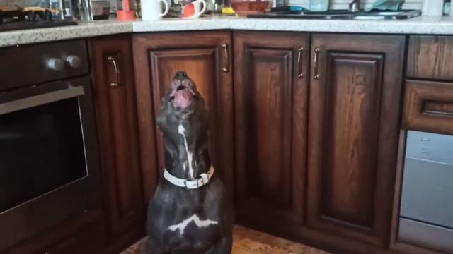 EEEAAAOOO собака орет