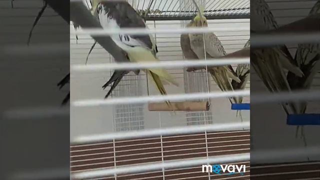 Заводчики, разводчики, орнитологи...)