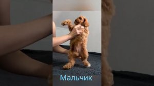 Кавапу щенки