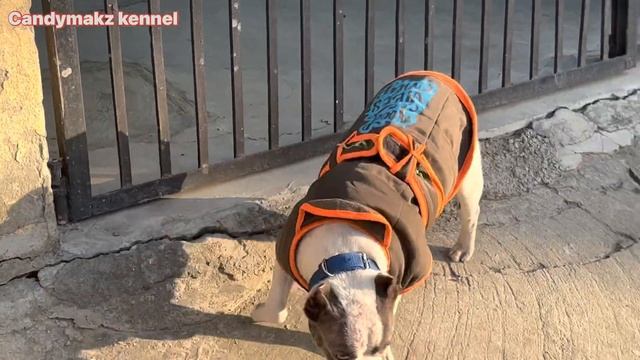 Roxy Ne Noori Ko Niche धक्का दे दिया 😯। American Bully Semi Adult For Sale (7060859310)