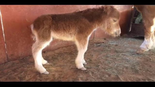 Clip Clop Chloe's story смотреть онлайн