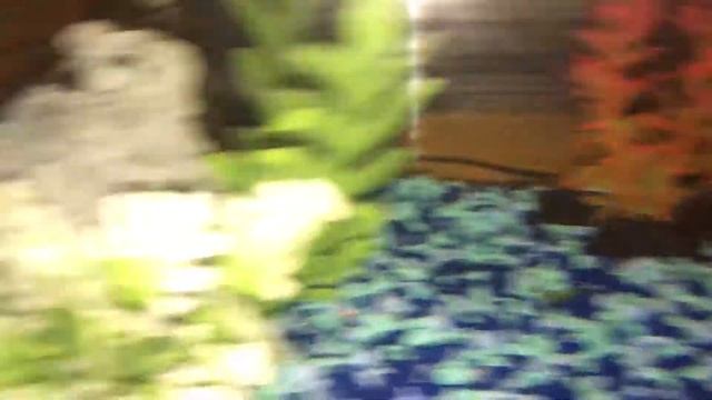 Neon danio смотреть онлайн