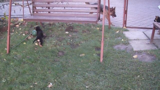 Цуцики =) смотреть онлайн