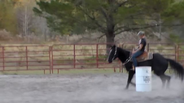 3yr Old Black Barrel Prospect For Sale