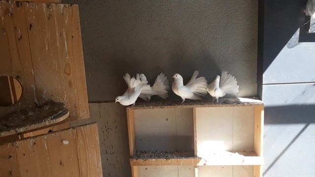 голуби павлины..14 .03.2023.г.#kesfet .