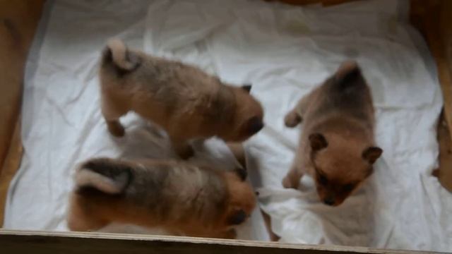 DSC 0598 смотреть онлайн