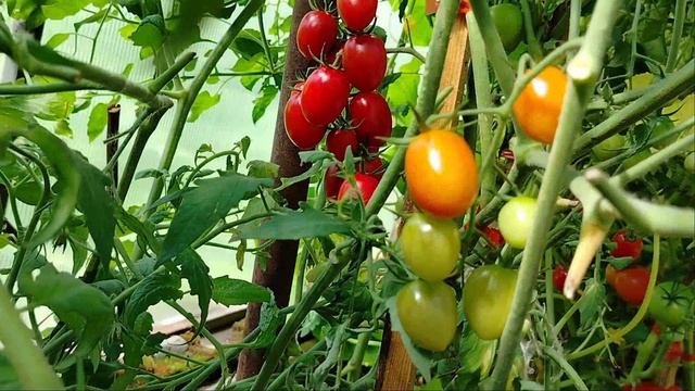 387 Томат F1 "Самчеррито" в теплице в августе. Обзор. смотреть онлайн