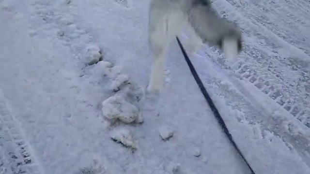 Гуляем с хаски смотреть онлайн