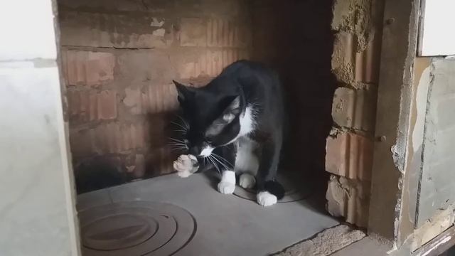 Кот и домашняя печь. Кот, который любит тепло печи. смотреть онлайн