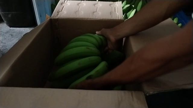 Cara mematangkan buah pisang supaya berwana kuning смотреть онлайн