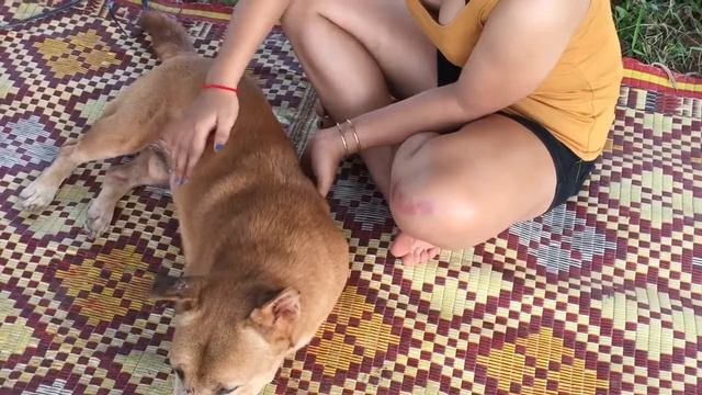 Wow Beautiful girl playing and feedign dog - Cute girl play with smart dog смотреть онлайн