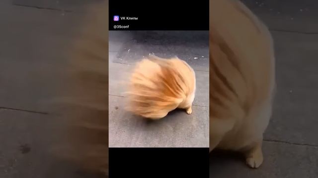 Шпица ветром сносит