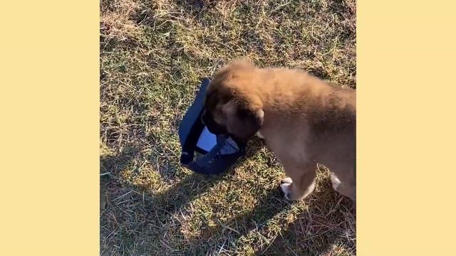 It Took 7 Weeks For Franky To Eat Out Of My Hand - The Asher House смотреть онлайн