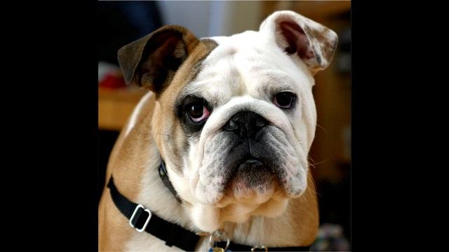 Бывший муж платит алименты на… собаку!